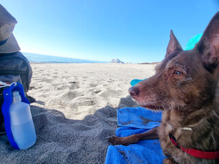 Travel concept, a pet on the beach with Gibraltar in the background