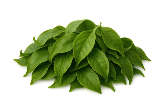 Fresh, vibrant green tea leaves forming a neat pile, isolated on a transparent background, ready for compositing into various designs
