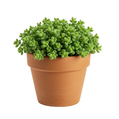 Fototapeta premium Green succulent plant in a pot, close up studio shot isolated on transparent background