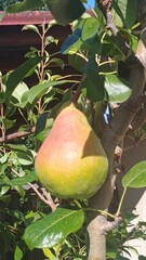 pear on tree