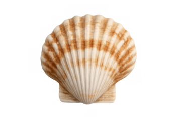 Striped seashell featuring rich brown tones, resting against transparent backdrop, highlighting marine texture and natural design elements