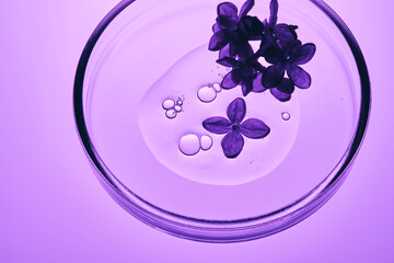 Serum with lilac petals in a petri dish. The texture of the cosmetic product.