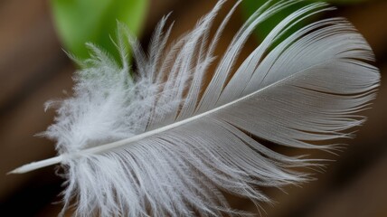 White Feather and Wing Collection - Pure Elegance and Natural Beauty