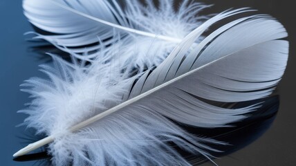 White Feather and Wing Collection - Pure Elegance and Natural Beauty