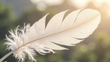 White Feather and Wing Collection - Pure Elegance and Natural Beauty