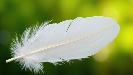 White Feather and Wing Collection - Pure Elegance and Natural Beauty