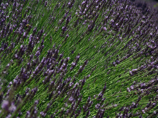 Lush field of blooming lavender with vibrant purple flowers and green stems, creating a serene, aromatic, and colorful natural landscape.