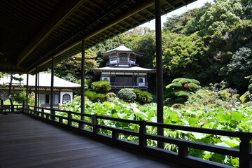 鎌倉　光明寺　開山堂から蓮池をのぞむ