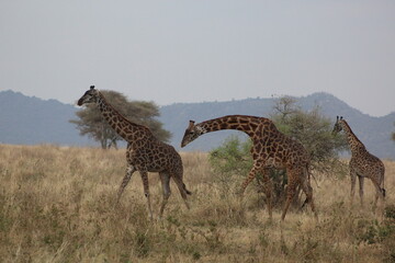 giraffe in the savannah