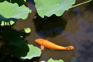 鎌倉  光明寺  蓮池の鯉