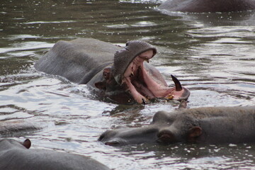 Hippopotamus in the water