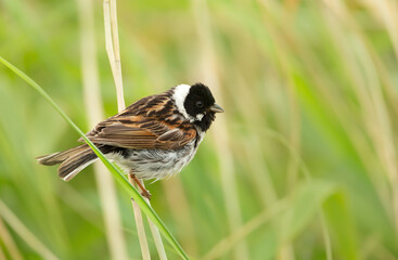 Portrait of a common reed bunting in a meadow