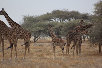 Giraffes in the wild 