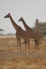 Obraz premium Giraffes in the wild 
