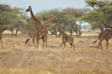 Obraz premium Giraffes in the wild 