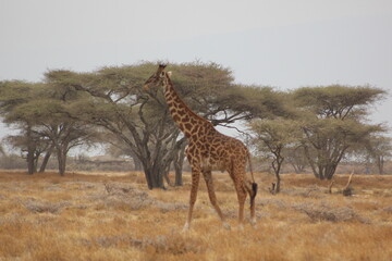 Giraffes in the wild 