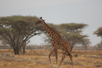 Obraz premium Giraffes in the wild 