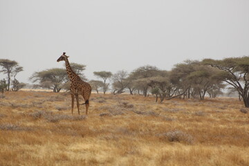 Giraffes in the wild 