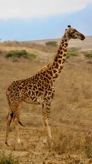 Giraffes in the wild 
