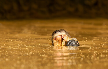 Giant otter eating fish in a river in the Pantanal, Brazil