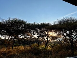 sunset in the forest