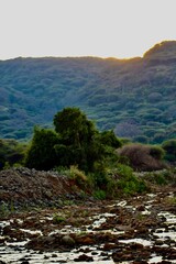 Rainforest in Africa 