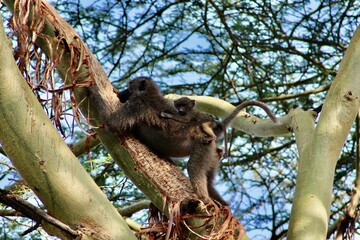 Fototapeta premium Monkey and daughter