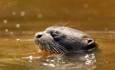 Giant otter swimming in a river in the Pantanal, Brazil