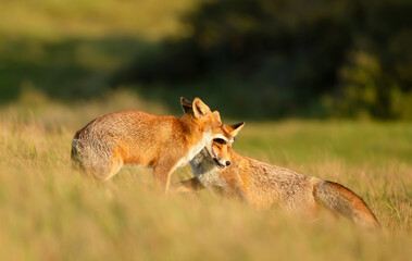 Two cute red fox cubs playing in a meadow