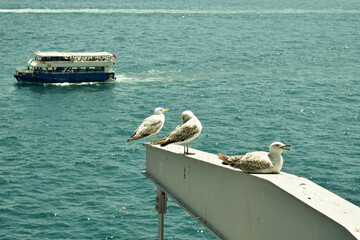 seagulls on the pier
