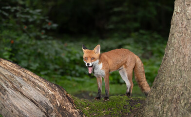 Cute young red fox with its mouth open, standing on a fallen tree in a forest