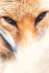 Portrait of a red fox lying curled up with its eyes open and tail wrapped around its face