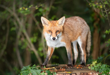 Portrait of a cute red fox standing on a tree stump in a dark forest