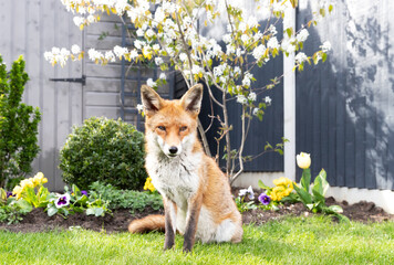 Red fox sitting on green grass in a garden, framed by vibrant spring flowers and a blossoming cherry tree