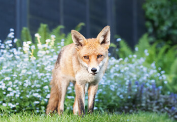 Red fox standing on green grass in a garden with blooming blue flowers in the background, UK.