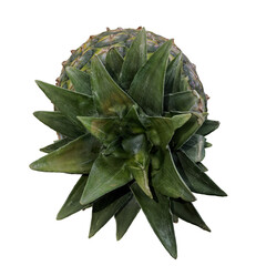 Isolated Rotated Pineapple Fruit Photorealistic 3D Illuistration on Transparent Background