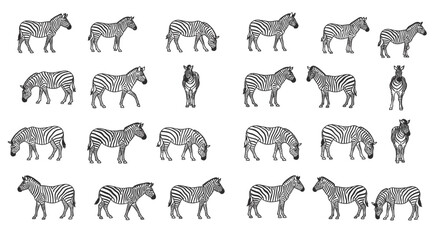 Obraz premium Black and White Zebra Illustrations in Various Poses