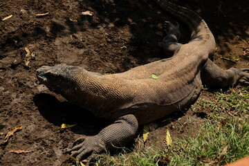 galapagos land iguana