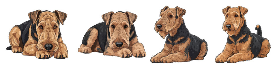 Cute Airedale Terrier dog lying down adorable in different pose vector