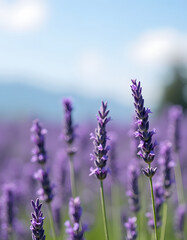 Obraz premium A serene close-up view of lavender flowers in a sunlit field during summer.
