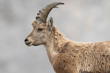 Portrait of an 3rd year Alpine ibex (Capra ibex) found above the river Lech in the austrian alps