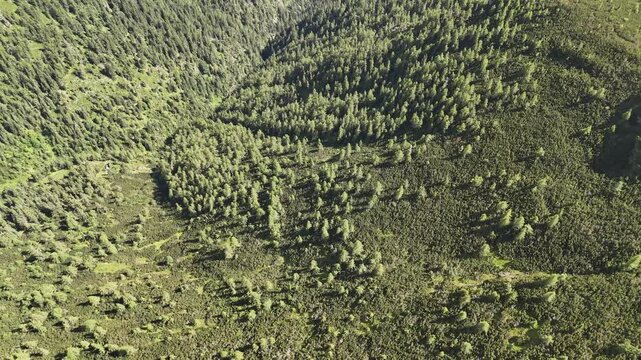 Aerial view of a dense forest with a rich tapestry of green hues, showcasing the intricate patterns of nature, ziar, zilina Region, Slovakia.