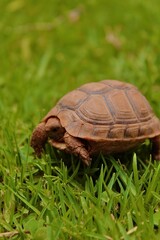 turtle on the grass