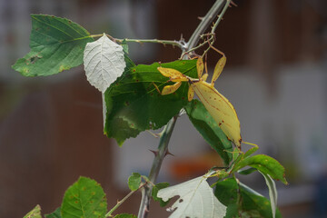 The dry leaf insect bug (Extatosoma tiaratum) camouflages itself among the thorny branches of a...