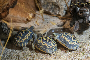 Radiated tortoises, also known as star tortoises, are members of the Astrochelys radiata species