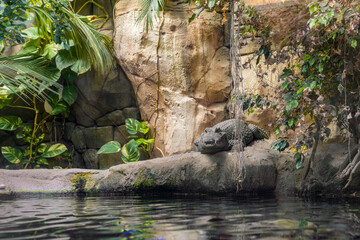 African Dwarf Crocodile stands motionless on a rock in front of a pond.