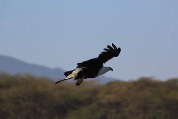 Eagle in the wild