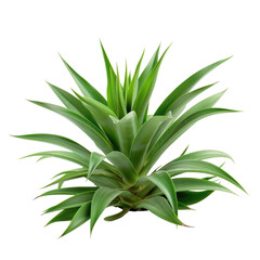 Obraz premium Lush pineapple plant in vibrant green