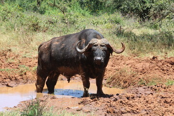 Fototapeta premium Buffalo in the mud