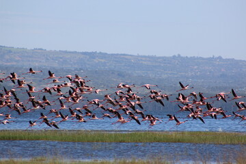 Flock of flamingo